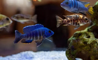 Aulonocara Nyassae Blue Peacock Malawi African Cichlid.