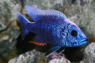 Aulonocara Nyassae Blue Peacock Malawi African Cichlid.