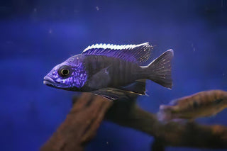 Aulonocara Nyassae Blue Peacock Malawi African Cichlid.