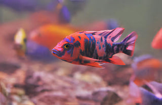 Aulonocara Orange Blotch Peacock Malawi African Cichlid.