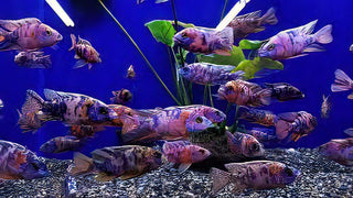 Aulonocara Orange Blotch Peacock Malawi African Cichlid.