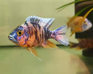 Aulonocara Orange Blotch Peacock Malawi African Cichlid.