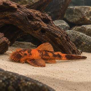 Orange & Black Bristlenose Pleco Ancistrus