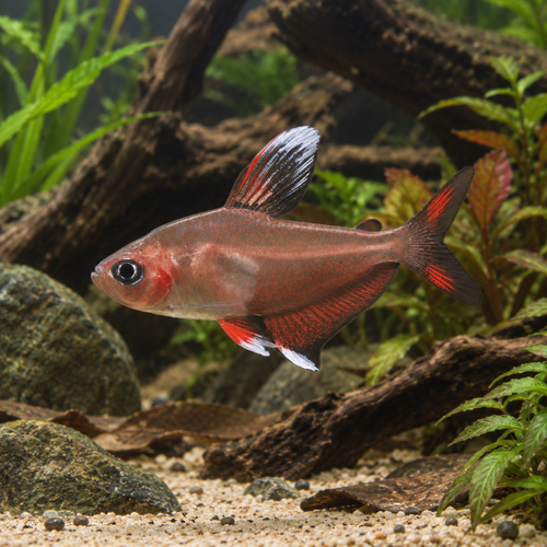 Ornate White Fin Bentosi Tetra