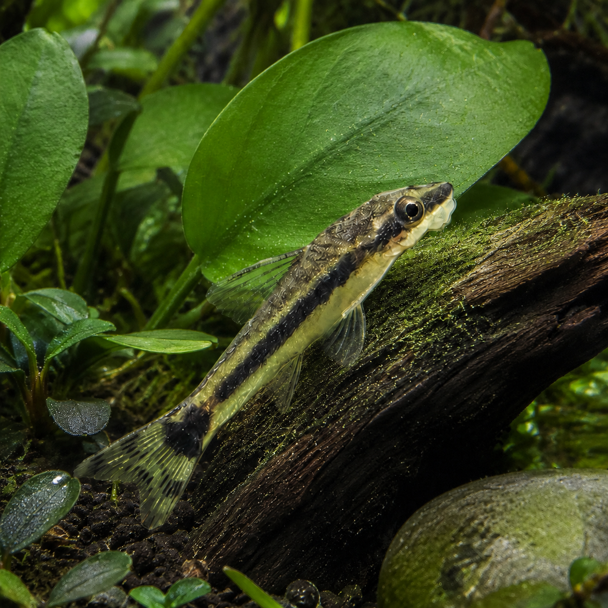 Otocinclus Grazing in a Planted Aquarium