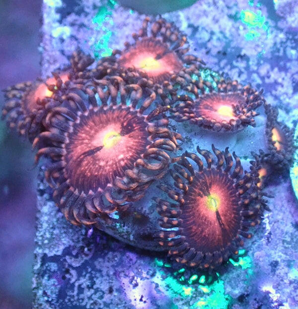 WYSIWYG 168 Purple Bee Zoa.