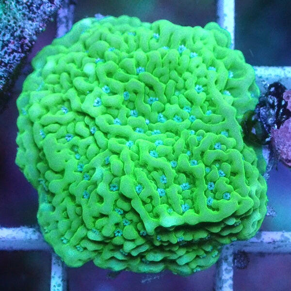 WYSIWYG 53 Ice Phantom Montipora.