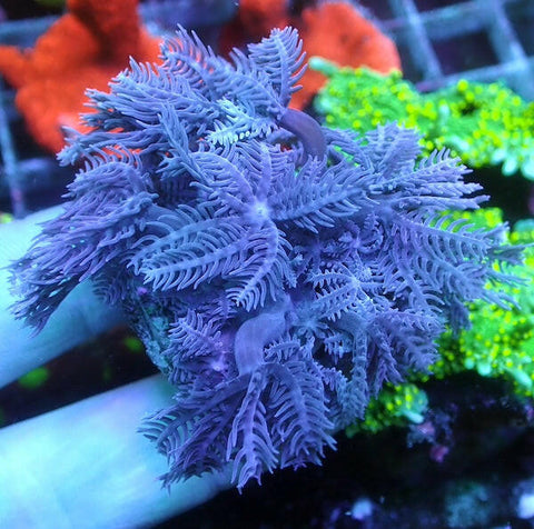 Pink Long Polyp Anthelia.