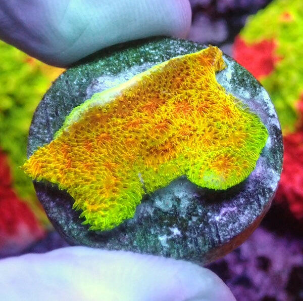 EM  Watermelon Pssamocora Frag.