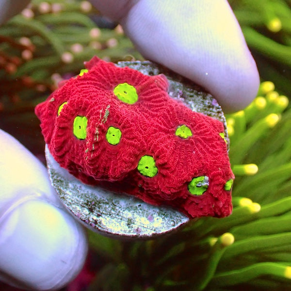Red Dominant War Favites