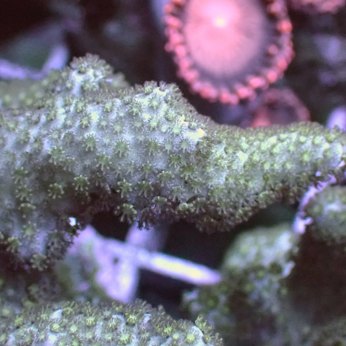 Devils Finger Leather Coral Frag