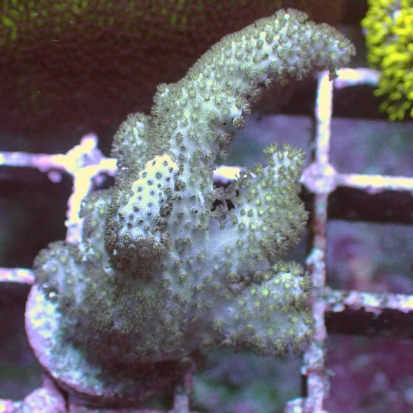 Devils Finger Leather Coral Frag