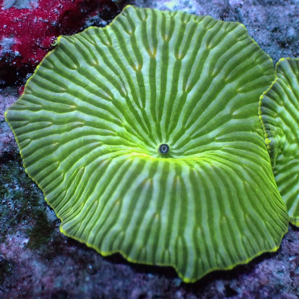 Watermelon Mushroom Polyp
