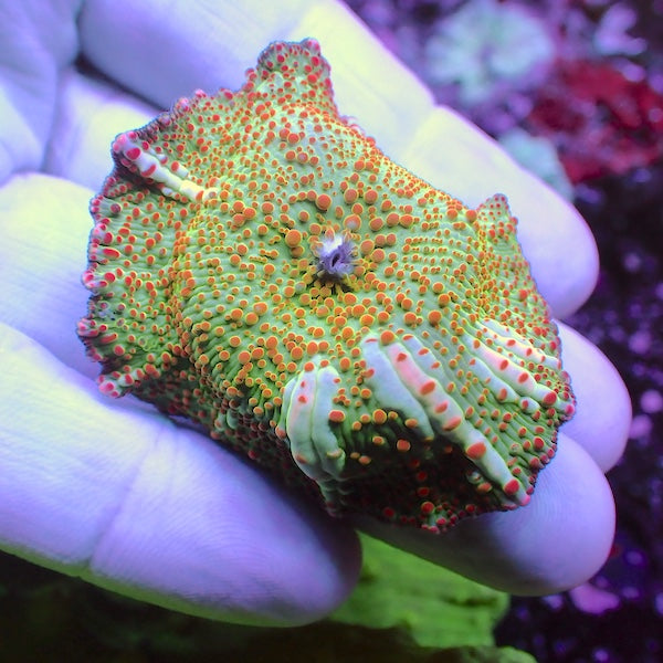 Lime Skittles Mushroom Polyp