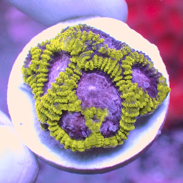 Mystic Grape Favia