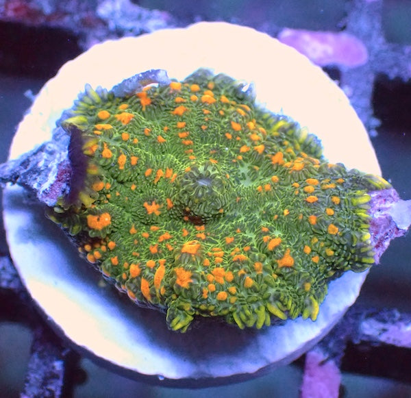 Spatter Rhodactis Mushroom Polyp