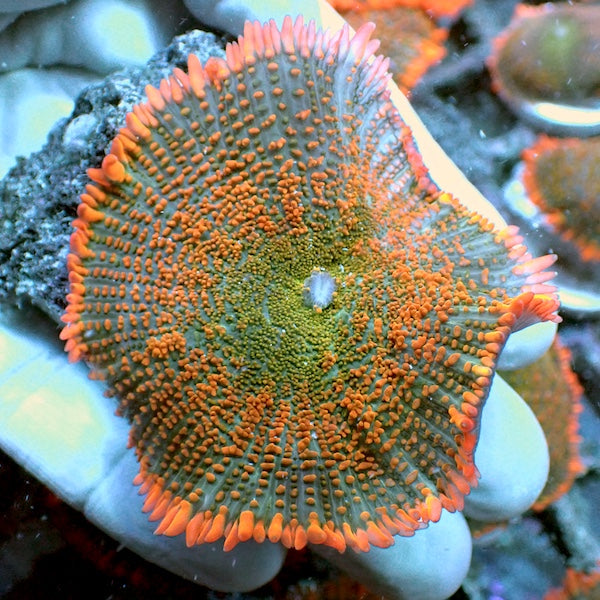 Orange Melter Mushroom Polyp