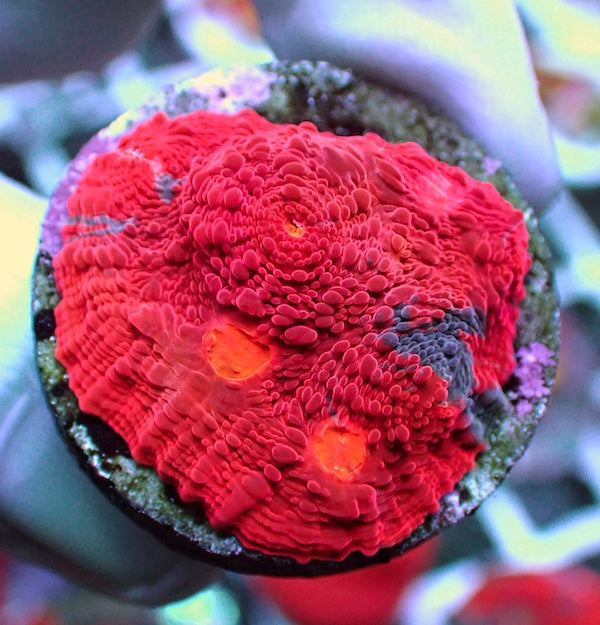 WYSIWYG 160 Jellybean Chalice