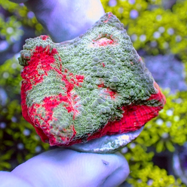 Cursed Lava Chalice
