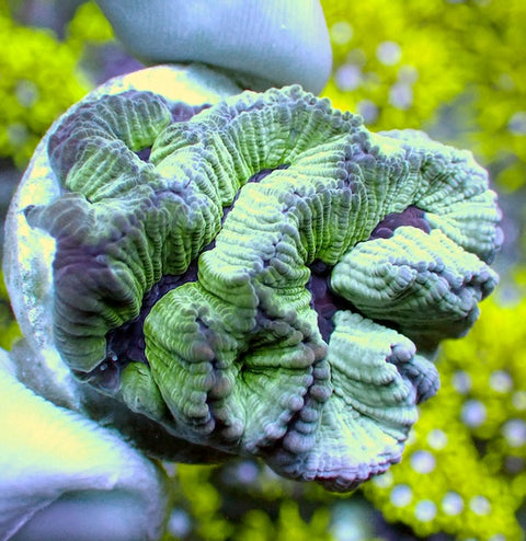 Polar Plane Platygyra Frag