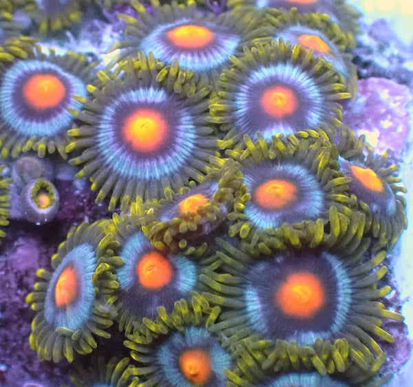 Blow Pops Zoa 3-4 Polyps.