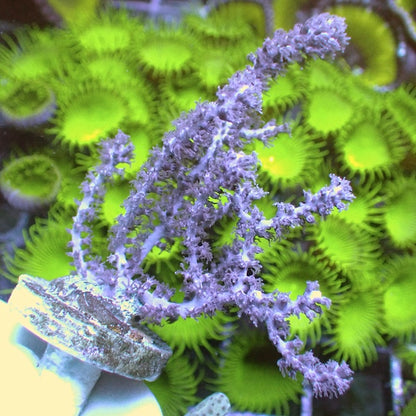 Spiny Seafan