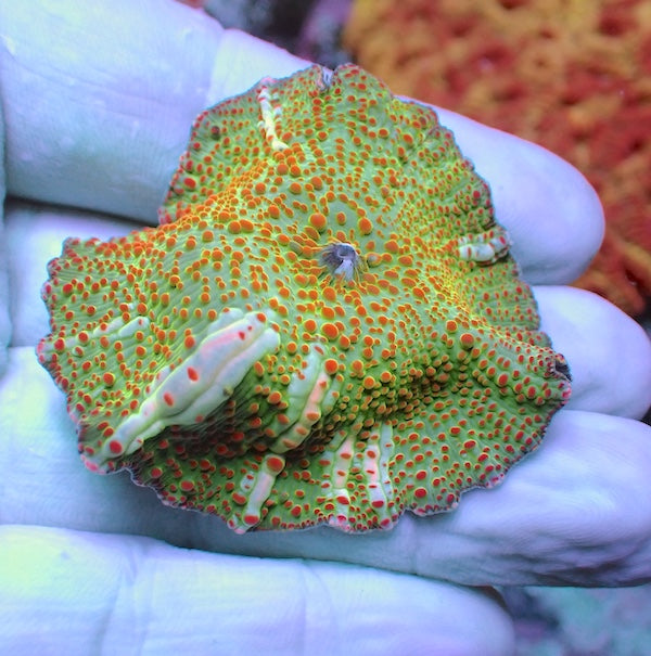 WYSIWYG 71 Lime Skittles Mushroom Polyp