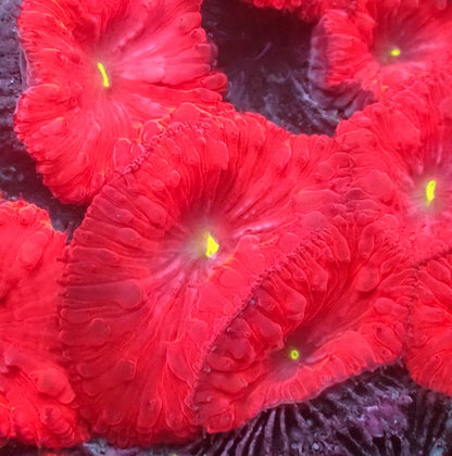 Red with Green Mouth Blastomussa wellsi Polyp