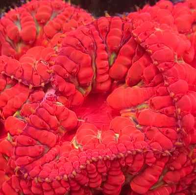 Flame Thrower Blastomussa wellsi 1 Polyp