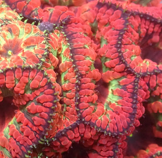 Dragons Eye Blastomussa wellsi 1 Polyp