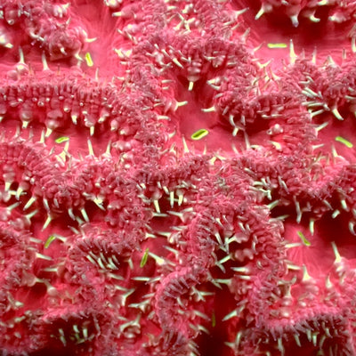 Snaggletooth Blastomussa wellsi 1 Polyp