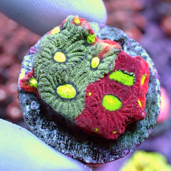 Cherry/Neon Glow War Favites