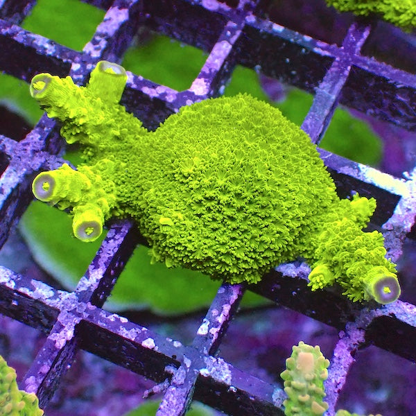 WYSIWYG 105 Fluoro Florida Acropora