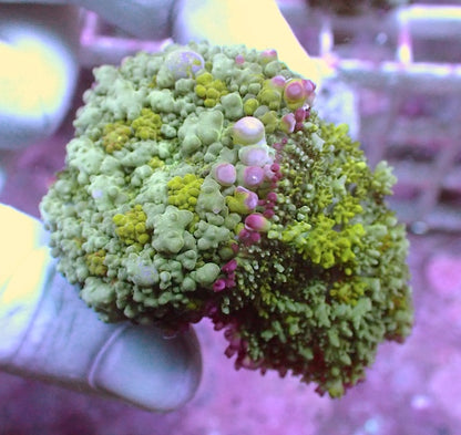 WYSIWYG 36 White Bubble Bounce Mushroom