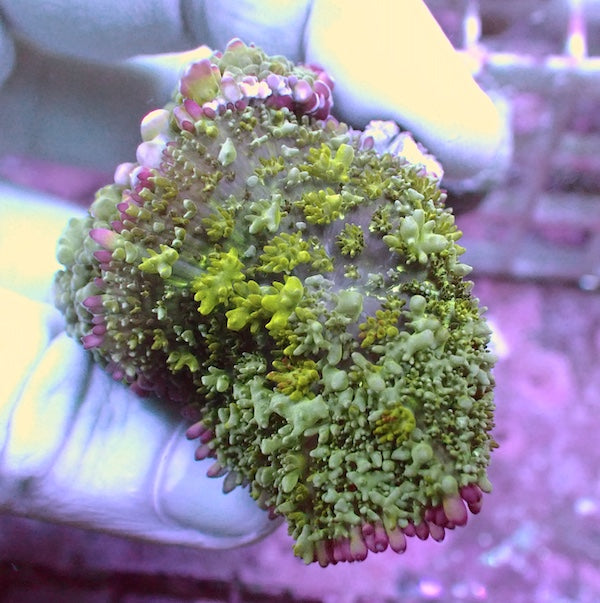 WYSIWYG 36 White Bubble Bounce Mushroom