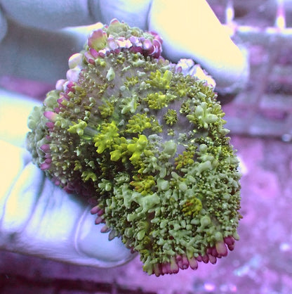 WYSIWYG 36 White Bubble Bounce Mushroom