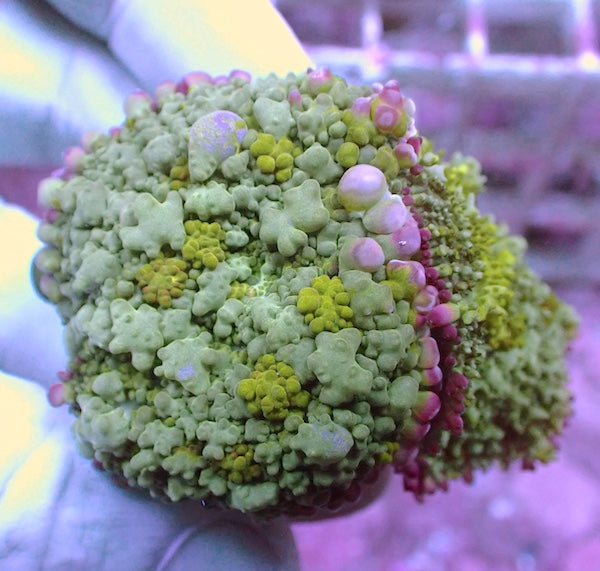 WYSIWYG 36 White Bubble Bounce Mushroom