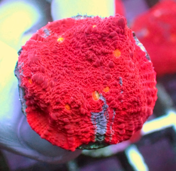 WYSIWYG 296 Jellybean Chalice Red Dominant