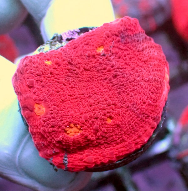 WYSIWYG 356 Red Dominant Jellybean Chalice