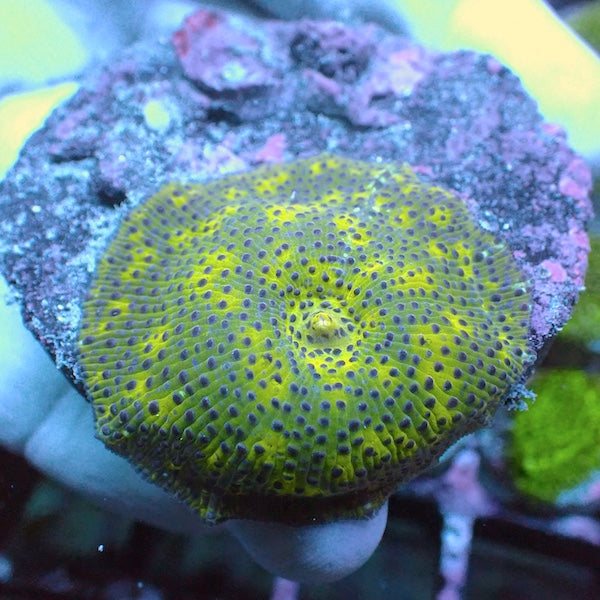 WYSIWYG 134 Leopard Mushroom Polyp