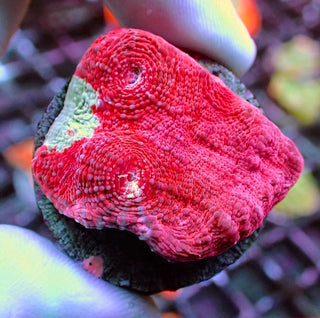 Frozen Lava Chalice - Red Dominant