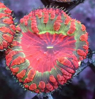 Dragons Eye Blastomussa wellsi 1 Polyp