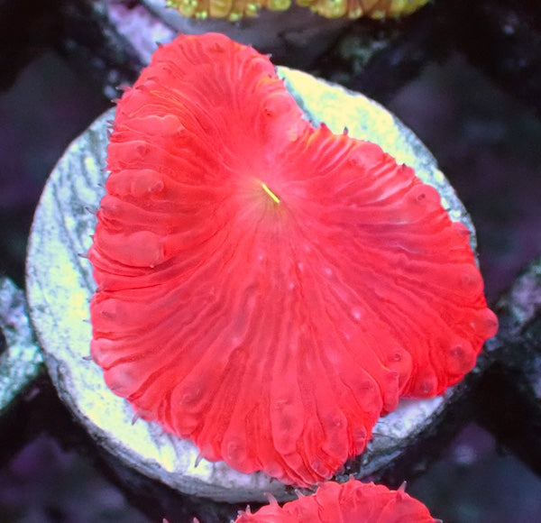 Red with Green Mouth Blastomussa wellsi Polyp