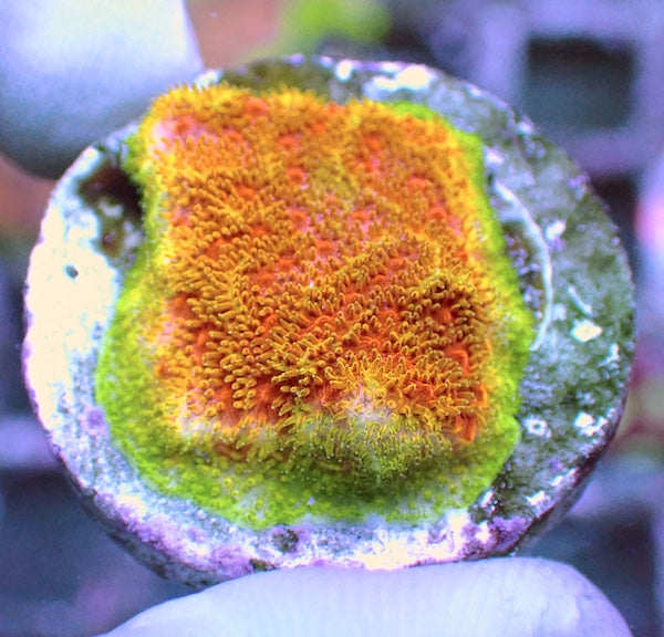 Watermelon Pssamocora Frag