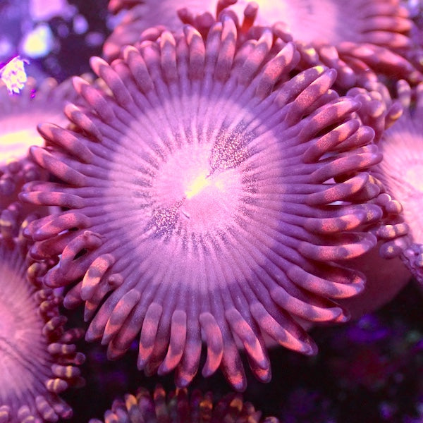 Bozos Birthday Zoa 4 Polyps.