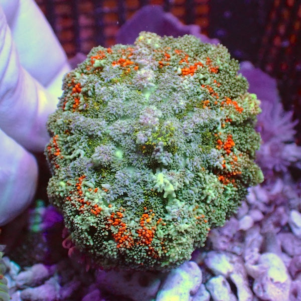 WYSIWYG 174 Sunkist Rhodactis Mushroom Polyp
