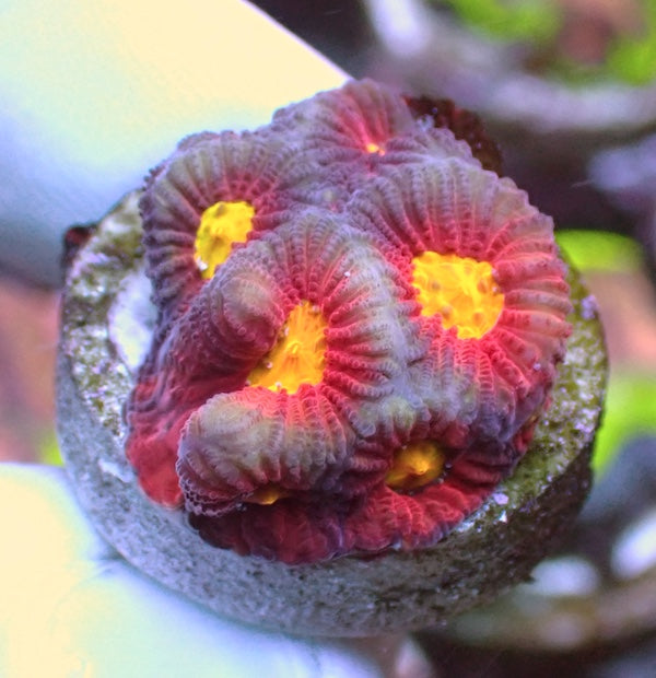 Toro Bravo Favites