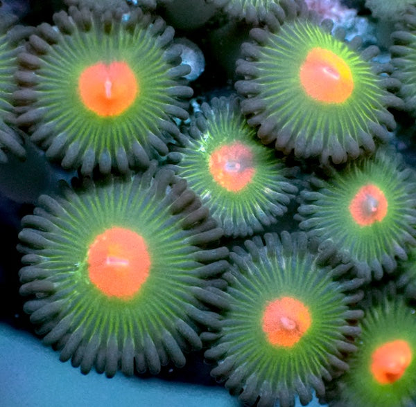 Gorilla Nipple Zoa 3 Polyps