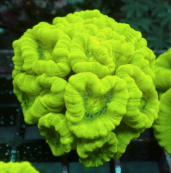 Fluoro Green Candy Cane Colony MD