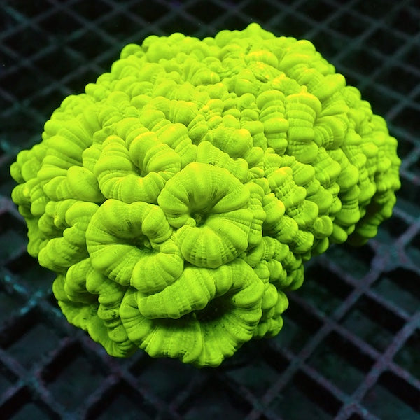 Fluoro Green Candy Cane Colony XL